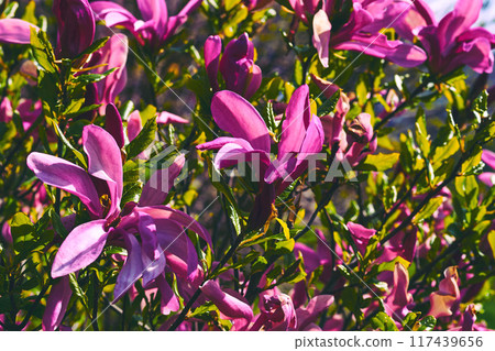 Nice purplish pink magnolia flowers in spring forest park garden 117439656