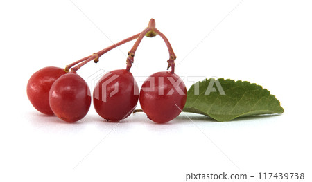 Close-up of Viburnum opulus branch with red ripe berries and green leaves 117439738