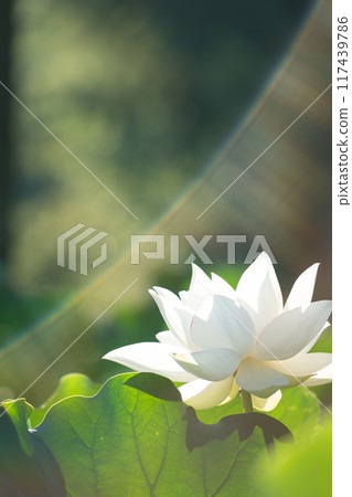 一朵盛開的白蓮花在燈光下閃閃發光 一朵盛開的白蓮花在燈光下閃閃發光 117439786