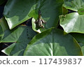 Baby bullfrog with its tail still attached 117439837