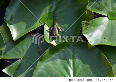 Baby bullfrog with its tail still attached 117439837