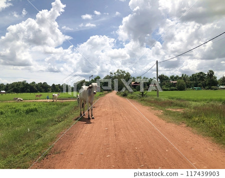 A red dirt country road, a cow looking towards me, and the sky 117439903