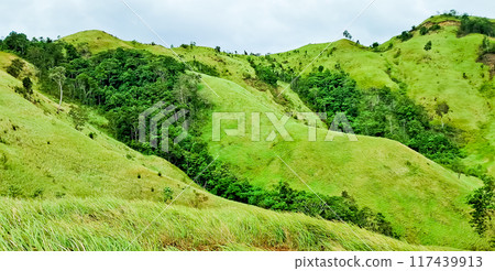 beautiful view of green mountains with reeds 117439913