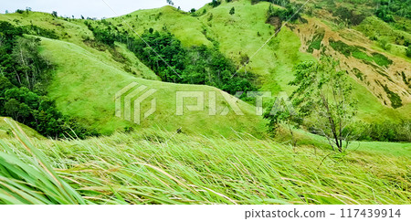 beautiful view of green mountains with reeds 117439914