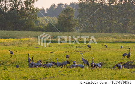 Group of adult Cranes(Grus grus) in springtime sunset  117439955