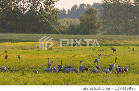 Group of adult Cranes(Grus grus) in springtime sunset Group of adult Cranes(Grus grus) in springtime sunset 117439956