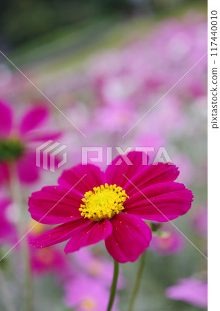 花壇裡的波斯菊2 117440010