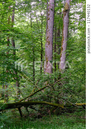 Springtime deciduous primeval stand with old trees 117440132
