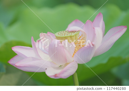 粉紅荷花 117440280