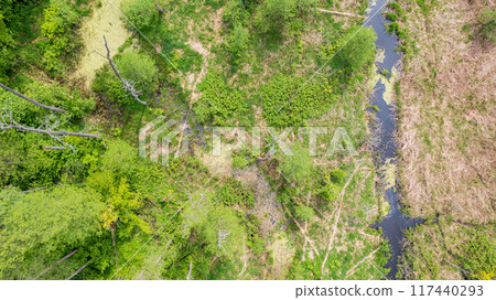 Aerial view of forest Lesna River with dead tree along 117440293
