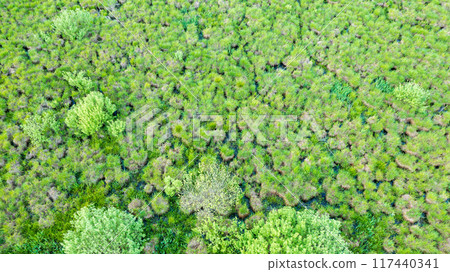 Springtime wetland in fresh green meadow 117440341