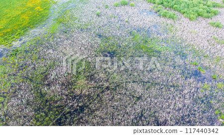 Springtime wetland in fresh green meadow Springtime wetland in fresh green meadow 117440342