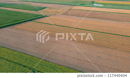 Sunflower and Corn fields diagonal view with lonely farm buildings Sunflower and Corn fields diagonal view with lonely farm buildings 117440404