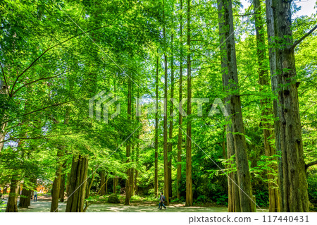 Spring Ikuta Ryokuchi: Image of fresh greenery Spring Ikuta Ryokuchi: Image of fresh greenery 117440431