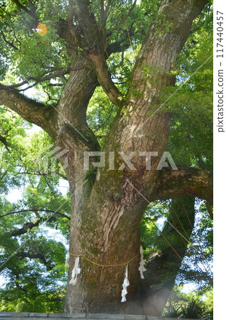 Sacred camphor tree (Iwashimizu Hachimangu Shrine/Yawata Takabo 30, Yawata City, Kyoto Prefecture) Sacred camphor tree (Iwashimizu Hachimangu Shrine/Yawata Takabo 30, Yawata City, Kyoto Prefecture) 117440457