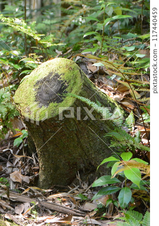 Moss-covered stump (Iwashimizu Hachiman Shrine, Otokoyama approach / Yawata Takabo 30, Yawata City, Kyoto Prefecture) 117440459