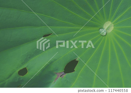 Lotus water Lotus water 117440558