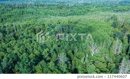 Polish part of Bialowieza Forest to south from Hajnowka 117440607