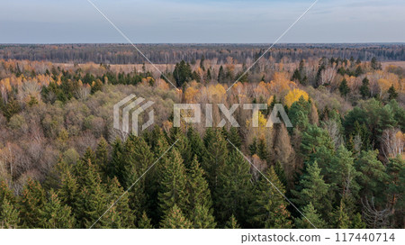 Polish part of Bialowieza Forest to south from Hajnowka  117440714