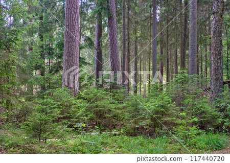 Old coniferous stand in summertime morning with pine and spruce trees Old coniferous stand in summertime morning with pine and spruce trees 117440720