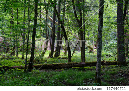 Springtime deciduous primeval stand with old trees Springtime deciduous primeval stand with old trees 117440721
