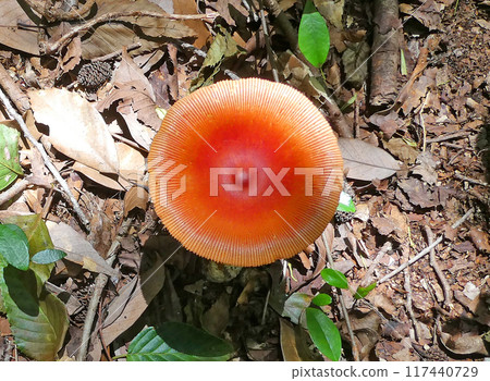 A photo of a mature egg mushroom with a bright red cap A photo of a mature egg mushroom with a bright red cap 117440729