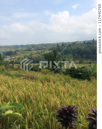 Tegalalang in Ubud, Bali 117440769