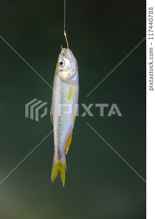 在常川町宮古河捕獲的小魚，這裡是河邊嬉戲的熱門地點。 117440788