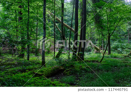 Springtime deciduous primeval stand with old trees Springtime deciduous primeval stand with old trees 117440791