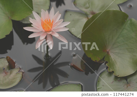 睡蓮鮮花 睡蓮鮮花 117441274