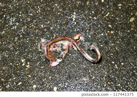 Salamander Roadkill Salamander Roadkill 117441375