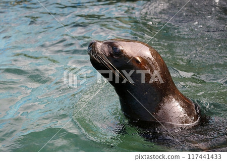 A female sea lion emerging from the water A female sea lion emerging from the water 117441433