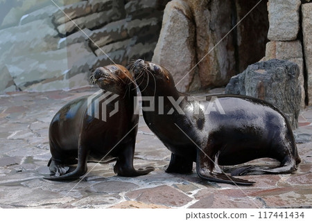 Female South American sea lions huddle together and look up 117441434