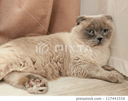 A gray Scottish Fold cat in the corner of the room. A gray Scottish Fold cat in the corner of the room. 117441558