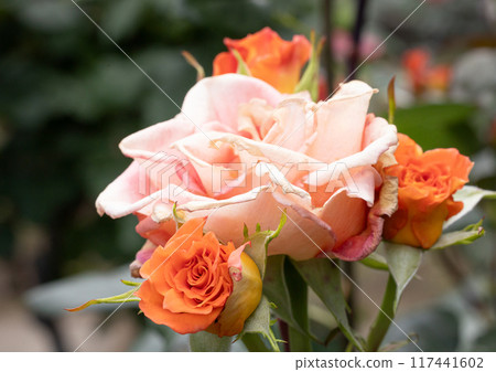 Pink roses in the park Pink roses in the park 117441602