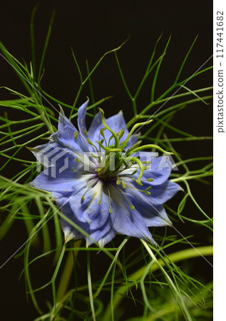 藍色Nigella 藍色Nigella 117441682