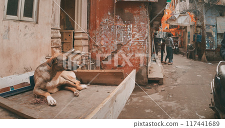 New Delhi, Delhi, India. Homeless Dog Mixed Breed mongrel dog Lying at narrow Delhi Street. New Delhi, Delhi, India. Homeless Dog Mixed Breed mongrel dog Lying at narrow Delhi Street. 117441689