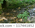 Summer stream with moss and rocks 117441852