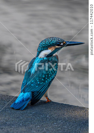 翠鳥 117442010