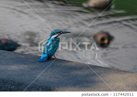 翠鳥休息它的翅膀 117442011