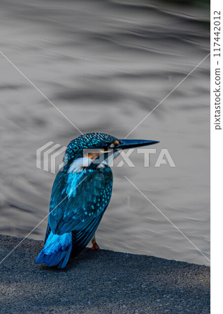 Find a fish kingfisher 117442012