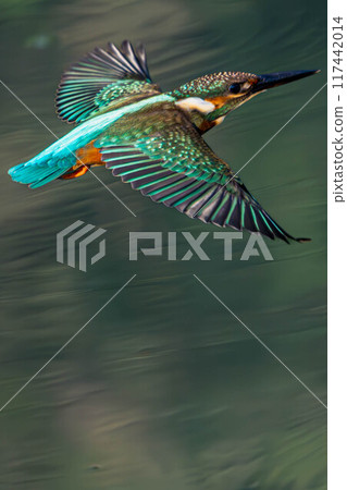 Flight of kingfisher 117442014