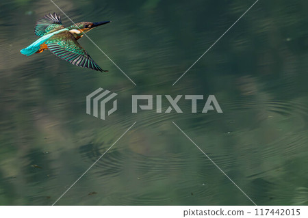 Kingfisher and river 117442015
