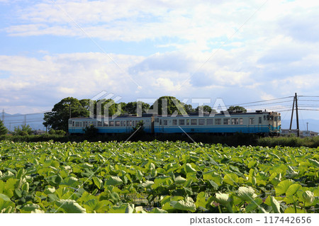 Naruto Line Kiha 47 train passing through lotus fields in early summer 117442656