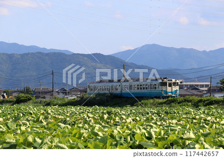 Naruto Line Kiha 47 train passing through lotus fields in early summer 117442657