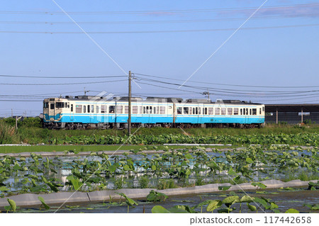 Naruto Line Kiha 47 train passing through lotus fields in early summer Naruto Line Kiha 47 train passing through lotus fields in early summer 117442658