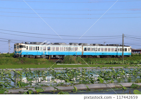 Naruto Line Kiha 47 train passing through lotus fields in early summer 117442659