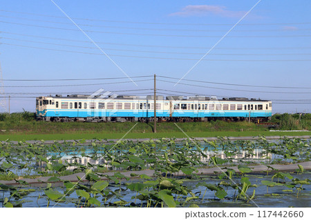 Naruto Line Kiha 47 train passing through lotus fields in early summer Naruto Line Kiha 47 train passing through lotus fields in early summer 117442660