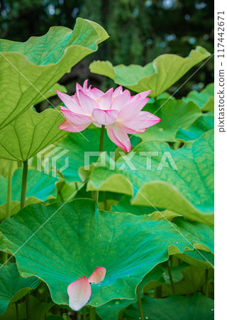 Lotus pond after the rain [Azumino] 117442671