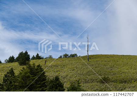 Refreshing summer plateau 117442707